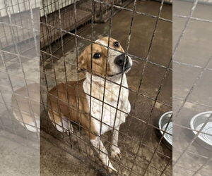 Mutt Dogs for adoption in Jackson, MS, USA