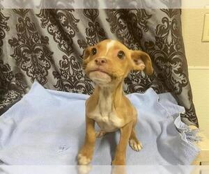 Mutt Dogs for adoption in Modesto, CA, USA