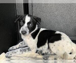 Pointer-Unknown Mix Dogs for adoption in Long Beach, CA, USA