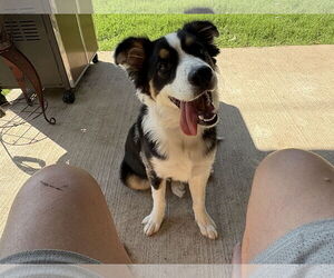 Australian Shepherd Dogs for adoption in Dallas, TX, USA