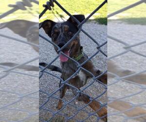 Catahoula Leopard Dog Dogs for adoption in Mt. Vernon, IN, USA