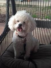 Poodle (Miniature) Dogs for adoption in Lindale , TX, USA