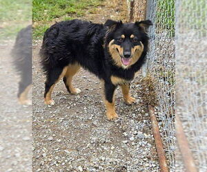 Australian Shepherd Dogs for adoption in Crandall, GA, USA