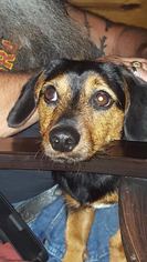Medium Photo #1 Dachshund-Unknown Mix Puppy For Sale in Helotes, TX, USA