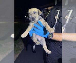 German Shepherd Dog-Unknown Mix Dogs for adoption in San Antonio, TX, USA