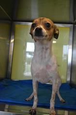 Rat-Cha Dogs for adoption in Rockwall, TX, USA