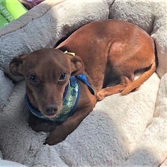 Chiweenie Dogs for adoption in Bealeton, VA, USA