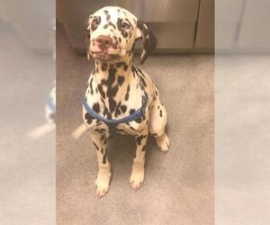 Dalmatian Dogs for adoption in Forestville, MD, USA