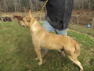 Dogs for adoption in Zaleski, OH, USA