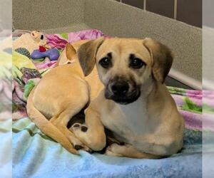 Beagle-Unknown Mix Dogs for adoption in San Martin, CA, USA