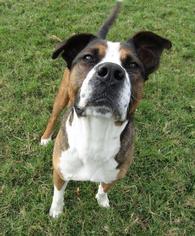 Boxador Dogs for adoption in Sarasota, FL, USA