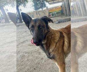 German Shepherd Dog-Unknown Mix Dogs for adoption in Riverside, CA, USA