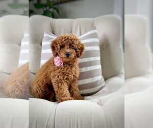 Poodle (Miniature) Dogs for adoption in Doylestown, PA, USA