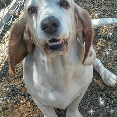 Basset Hound-Unknown Mix Dogs for adoption in Los Angeles, CA, USA