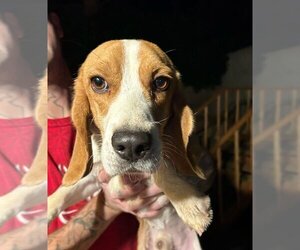 Beagle Dogs for adoption in Studio City, CA, USA