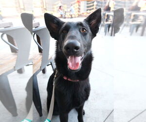 German Shepherd Dog Dogs for adoption in La Grange , NC, USA