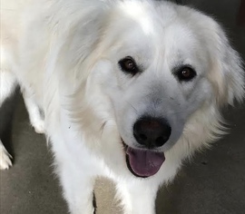 Golden Retriever Dogs for adoption in Brownsboro, AL, USA