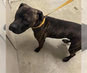 American Pit Bull Terrier-Unknown Mix Dogs for adoption in Derwood, MD, USA