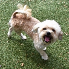 Shih Tzu Dogs for adoption in VACAVILLE, CA, USA