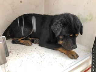 Medium Photo #1 Rottweiler-Unknown Mix Puppy For Sale in Houston, TX, USA