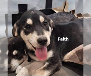 Gerberian Shepsky Dogs for adoption in New London, WI, USA
