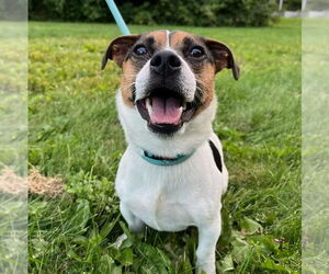 Jack Russell Terrier-Unknown Mix Dogs for adoption in Muskegon, MI, USA