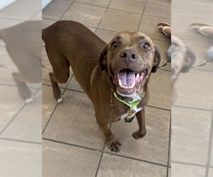 Labrador Retriever-Unknown Mix Dogs for adoption in Lee's Summit, MO, USA