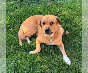 Great Pyrenees-Rottweiler Mix Dogs for adoption in Rootstown, OH, USA