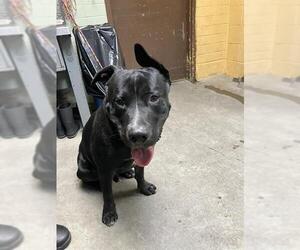 Labrador Retriever-Unknown Mix Dogs for adoption in Stockton, CA, USA