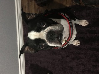 Small Boston Terrier