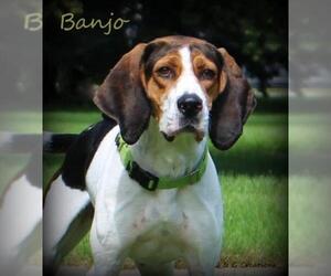 Treeing Walker Coonhound Dogs for adoption in Fremont, NE, USA