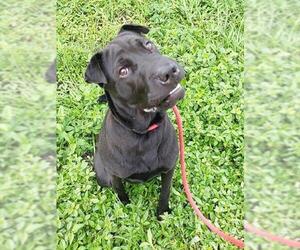 Chinese Shar-Pei-Unknown Mix Dogs for adoption in Fort Lauderdale, FL, USA