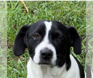 Mutt Dogs for adoption in Claremore, OK, USA