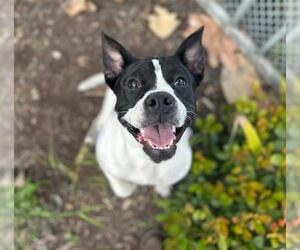 American Pit Bull Terrier Dogs for adoption in Chula Vista, CA, USA