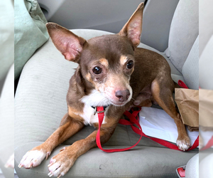 Chihuahua Dogs for adoption in Dripping Springs, TX, USA