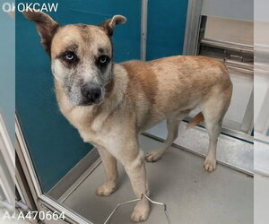 Catahoula Leopard Dog-Siberian Husky Mix Dogs for adoption in Oklahoma City, OK, USA