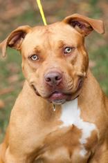 Staffordshire Bull Terrier Dogs for adoption in Johnson City, TN, USA