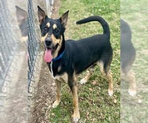 German Shepherd Dog Dogs for adoption in Riverside, CA, USA