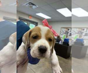 Bulldog-Labrador Retriever Mix Dogs for adoption in SHERBURNE, NY, USA