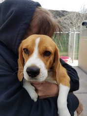 Beagle Dogs for adoption in Alta Loma, CA, USA