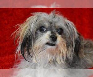 Maltese Dogs for adoption in Eureka, CA, USA