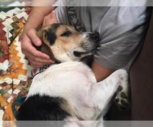 Beagle Dogs for adoption in Denton, TX, USA