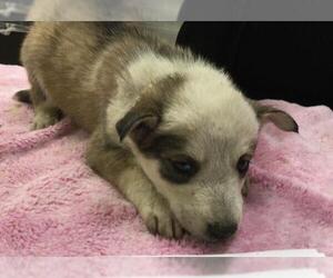 Siberian Husky-Unknown Mix Dogs for adoption in Riverside, CA, USA