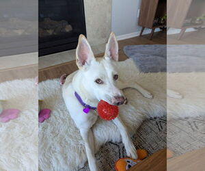 Mutt Dogs for adoption in Aurora, CO, USA