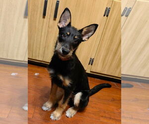 Mutt Dogs for adoption in St. Louis Park, MN, USA