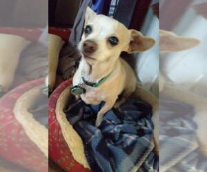 Chihuahua Dogs for adoption in Chinook, MT, USA