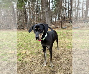 Mutt Dogs for adoption in Boston, MA, USA