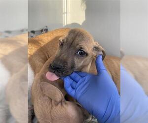 Dachshund-Unknown Mix Dogs for adoption in Houston, TX, USA