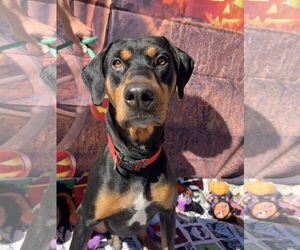 Rotterman Dogs for adoption in Lake Elsinore, CA, USA