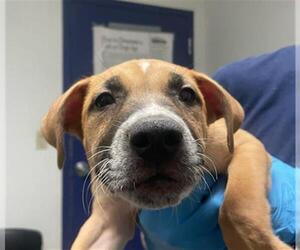 American Pit Bull Terrier-Unknown Mix Dogs for adoption in Bakersfield, CA, USA